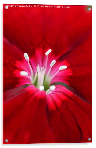  Macro of a Dianthus. Acrylic by Andrew Bartlett