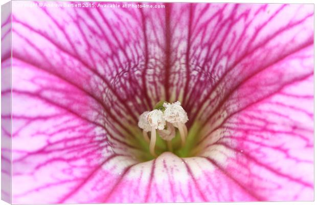 Macro of a Petunia Canvas Print by Andrew Bartlett
