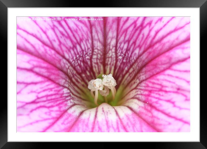 Macro of a Petunia Framed Mounted Print by Andrew Bartlett