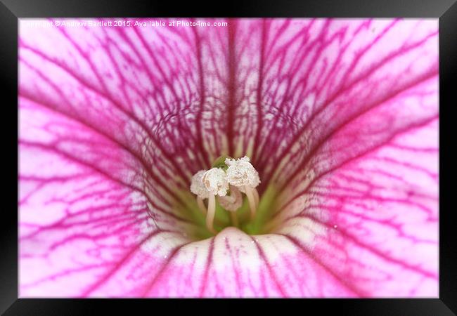 Macro of a Petunia Framed Print by Andrew Bartlett