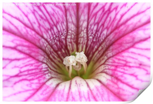 Macro of a Petunia Print by Andrew Bartlett