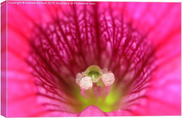  Macro of a Petunia. Canvas Print by Andrew Bartlett