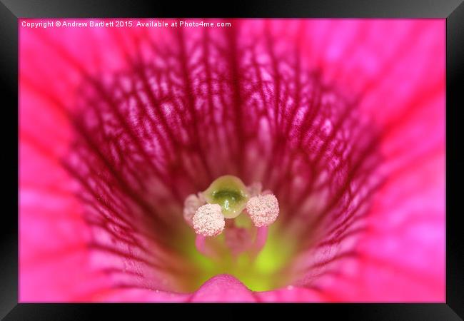  Macro of a Petunia. Framed Print by Andrew Bartlett