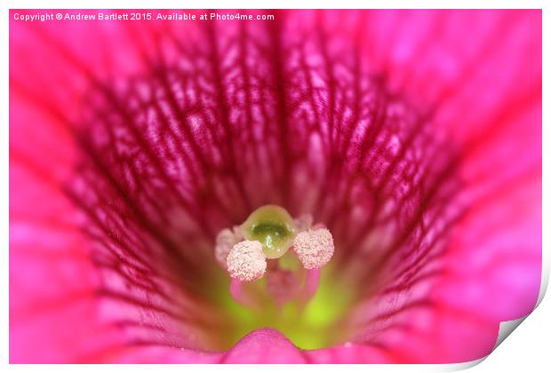  Macro of a Petunia. Print by Andrew Bartlett