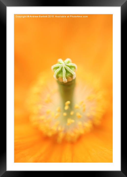 Flower macro of a Palaver Californium tropical flo Framed Mounted Print by Andrew Bartlett