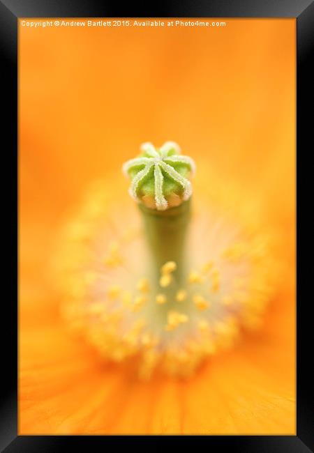 Flower macro of a Palaver Californium tropical flo Framed Print by Andrew Bartlett