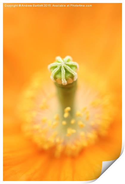 Flower macro of a Palaver Californium tropical flo Print by Andrew Bartlett