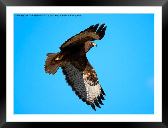 Red-Tail Flight Framed Mounted Print by Mike Dawson