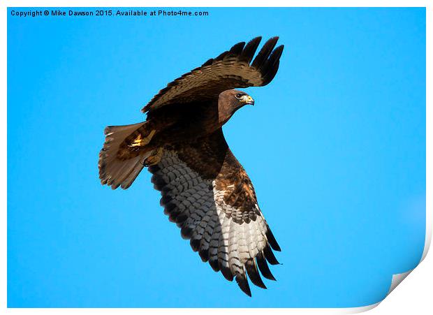 Red-Tail Flight Print by Mike Dawson