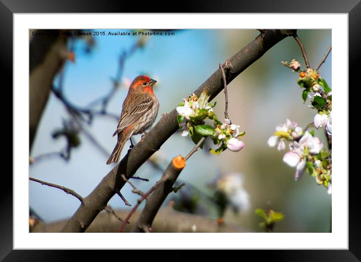 House Finch Framed Mounted Print by Mike Dawson