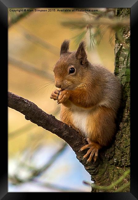  Scottish Red Squirrel Framed Print by Alan Simpson