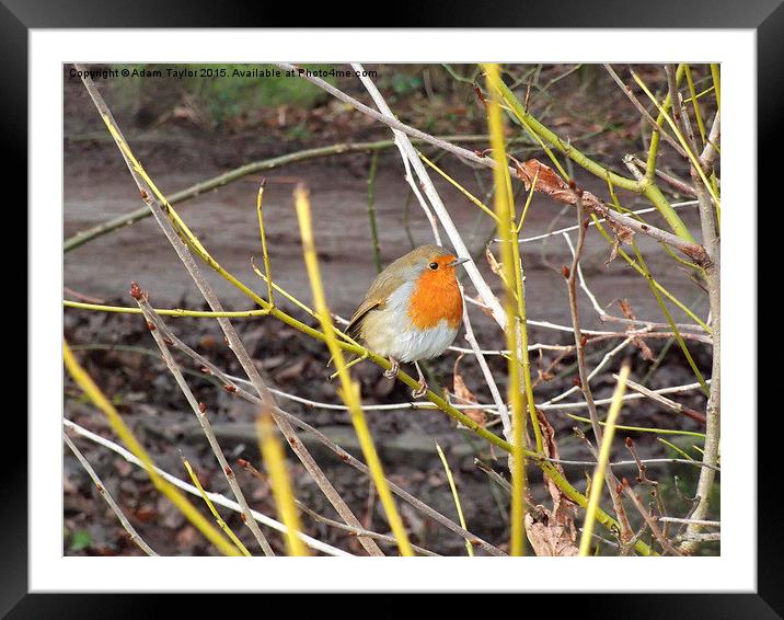  Robin looking at you Framed Mounted Print by Adam Taylor