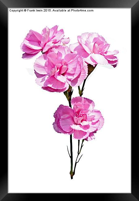 Beautiful, colourful carnations (Pinks) Framed Print by Frank Irwin