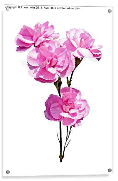 Beautiful, colourful carnations (Pinks) Acrylic by Frank Irwin
