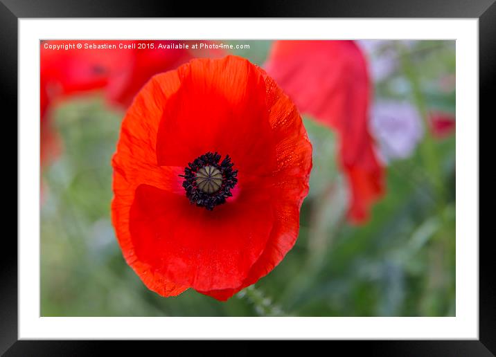 Poppies Framed Mounted Print by Sebastien Coell