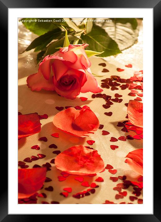 Rose laying on a table Framed Mounted Print by Sebastien Coell