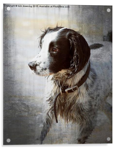  Portrait of a Springer Spaniel Acrylic by tom downing