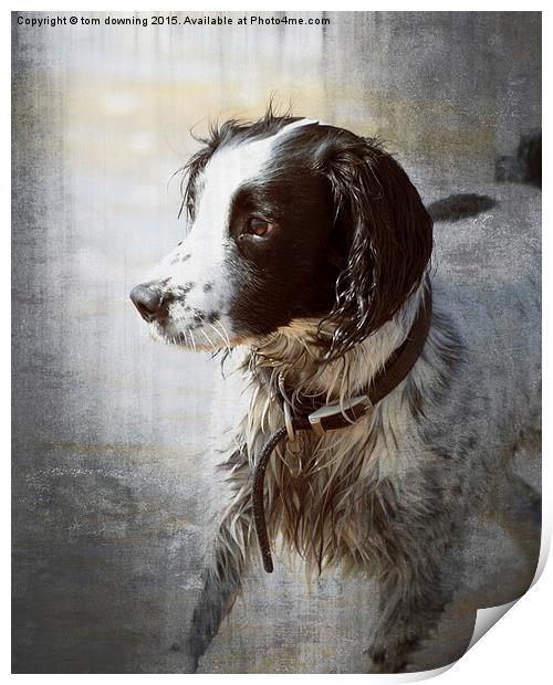  Portrait of a Springer Spaniel Print by tom downing