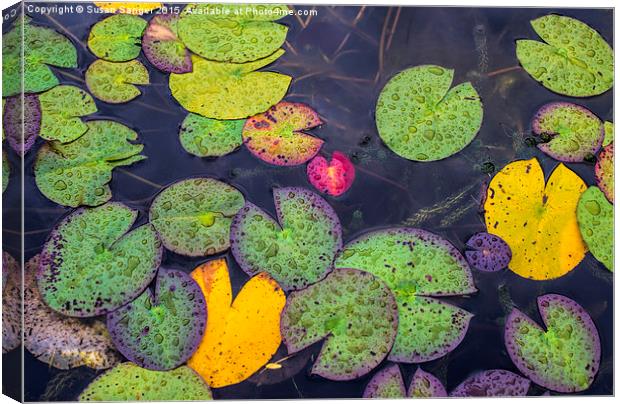  Water lilies in the rain Canvas Print by Susan Sanger