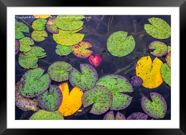  Water lilies in the rain Framed Mounted Print by Susan Sanger