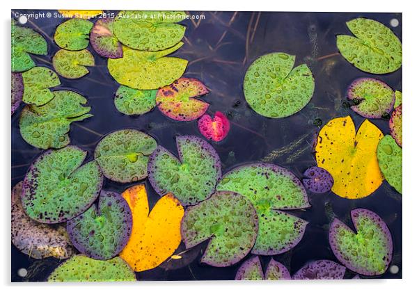  Water lilies in the rain Acrylic by Susan Sanger