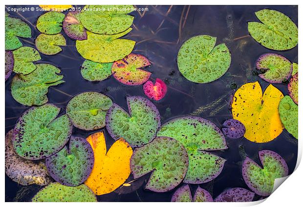 Water lilies in the rain Print by Susan Sanger