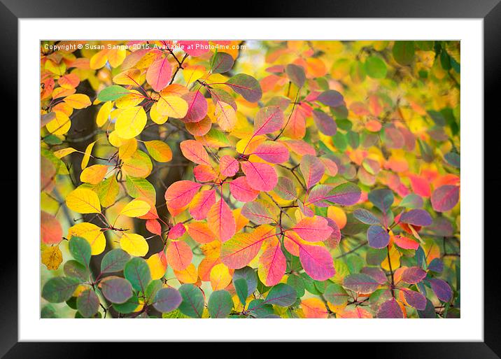  Colours of autumn Framed Mounted Print by Susan Sanger