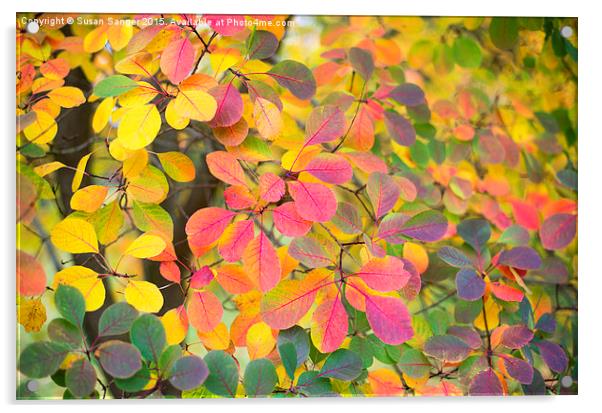  Colours of autumn Acrylic by Susan Sanger