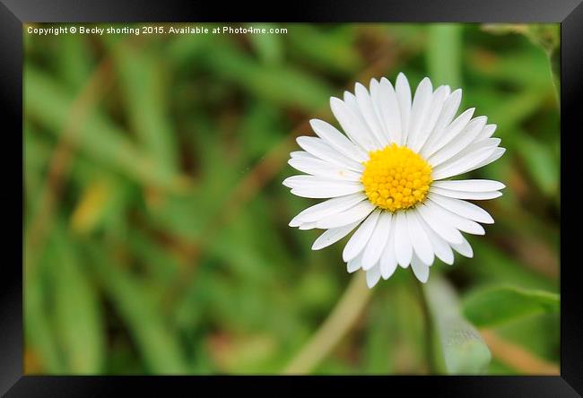  Spring Daisy Framed Print by Becky shorting