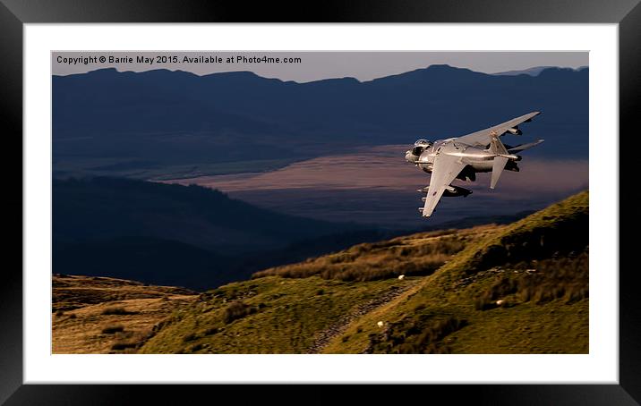  Harrier ZD433 Framed Mounted Print by Barrie May