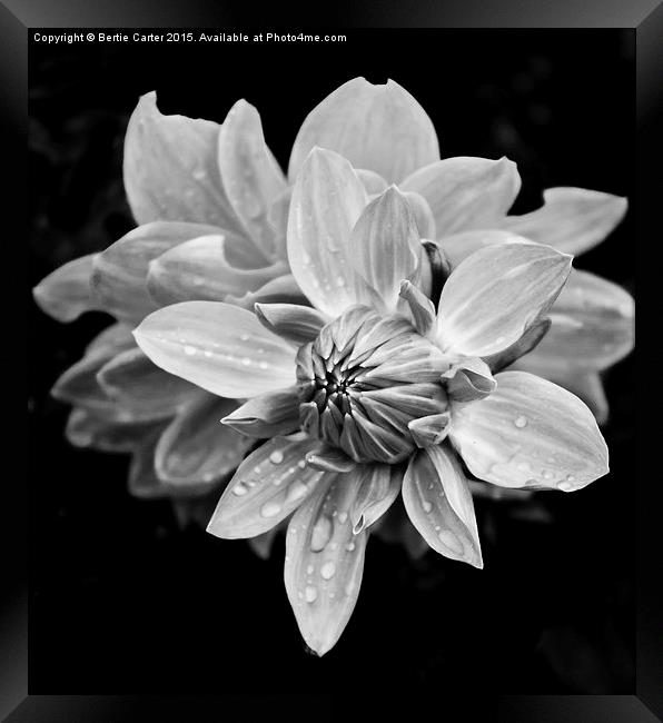  Black and white flower Framed Print by Bertie Carter