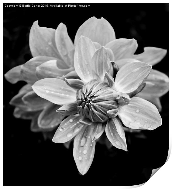  Black and white flower Print by Bertie Carter