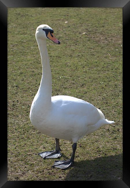 Swan Framed Print by Teresa Willett