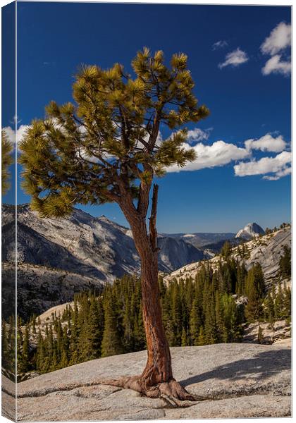 Olmsted Point Canvas Print by Thomas Schaeffer