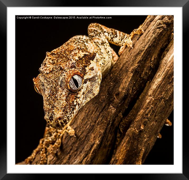 Orange Spotted Gargoyle Gecko Framed Mounted Print by Sandi-Cockayne ADPS