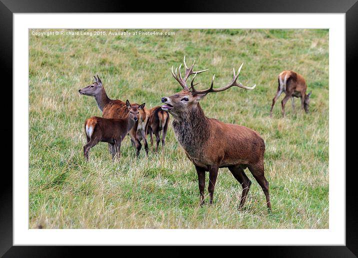 Proud Red Stag bellowing Framed Mounted Print by Richard Long