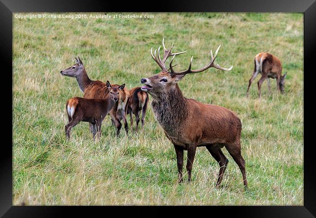 Proud Red Stag bellowing Framed Print by Richard Long