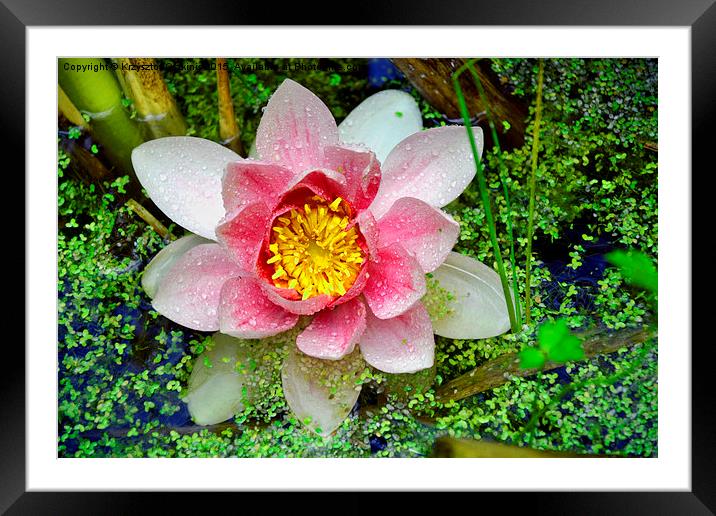  Water Lily Framed Mounted Print by Krzysztof Oszkinis
