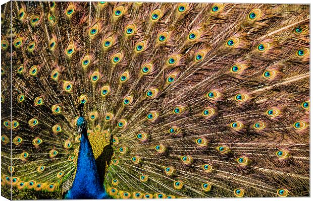 Peacock displaying Canvas Print by Stephen Giles