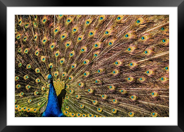 Peacock displaying Framed Mounted Print by Stephen Giles
