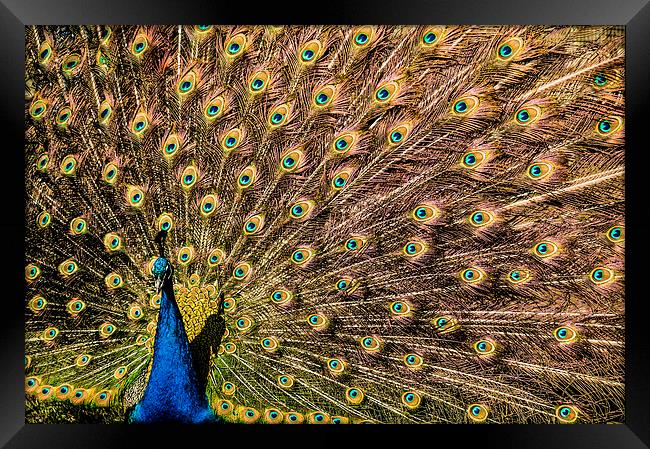Peacock displaying Framed Print by Stephen Giles