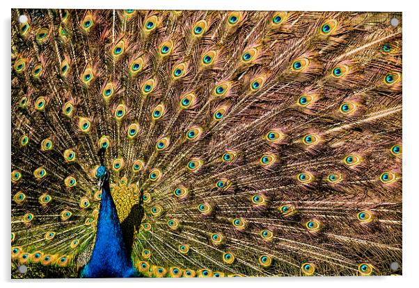 Peacock displaying Acrylic by Stephen Giles