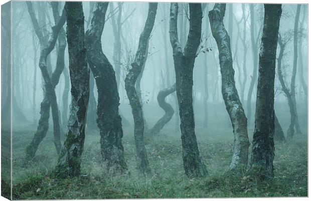  Bendy Birches in autumn mist Canvas Print by Andrew Kearton