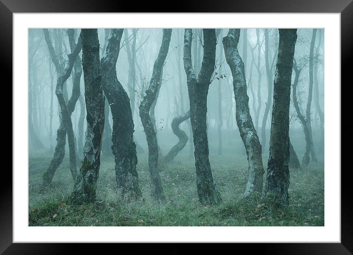  Bendy Birches in autumn mist Framed Mounted Print by Andrew Kearton