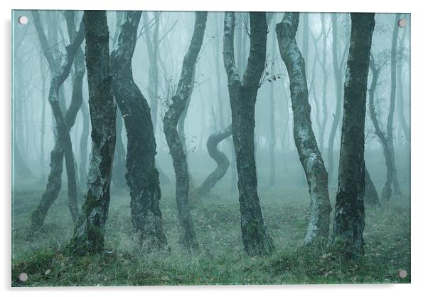  Bendy Birches in autumn mist Acrylic by Andrew Kearton