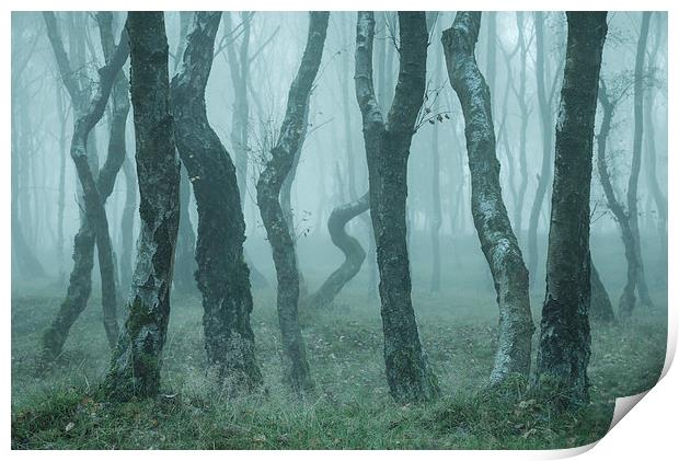  Bendy Birches in autumn mist Print by Andrew Kearton