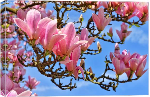  Flowers of magnolia on blue sky Canvas Print by Artnethouse SPRL