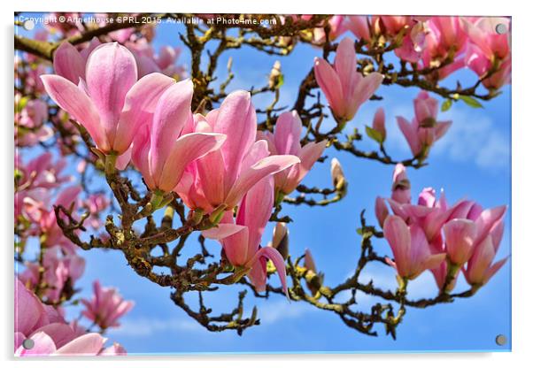  Flowers of magnolia on blue sky Acrylic by Artnethouse SPRL