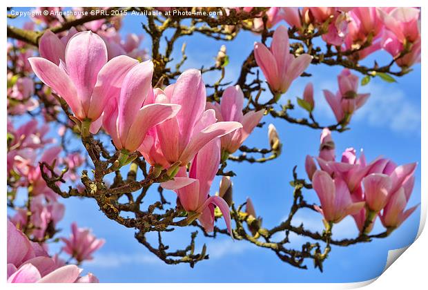  Flowers of magnolia on blue sky Print by Artnethouse SPRL