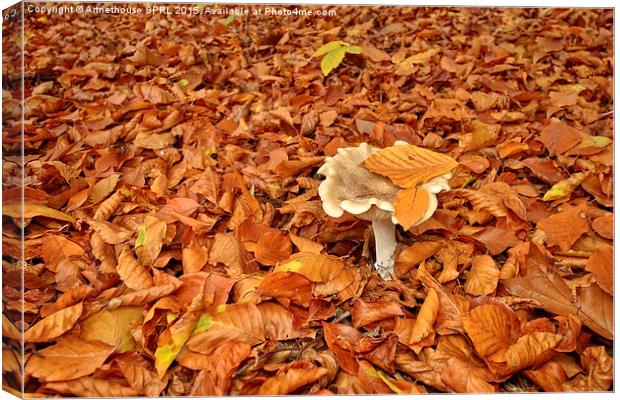  Mushroom and fallen leaves Canvas Print by Artnethouse SPRL
